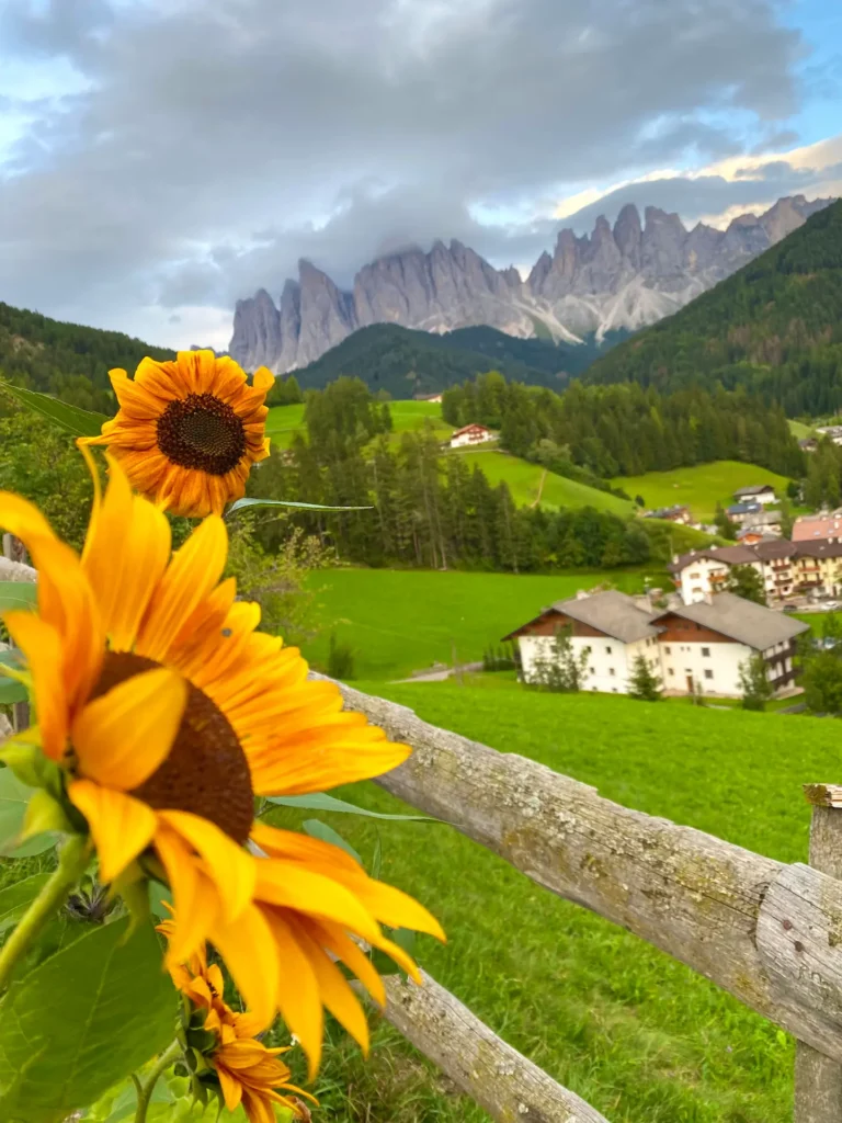 Sunflowers in the foreground with Santa Maddalena and Odle mountains in the background